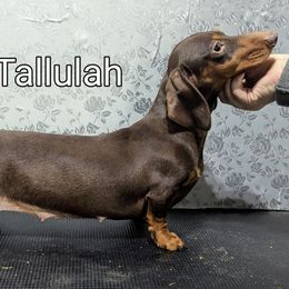 Tallulah - Dachshund