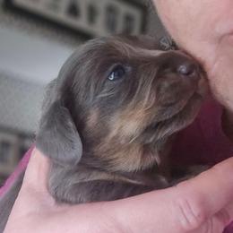 Blue cream 2 red band - Blue and cream male Dachshund puppy in Port Charlotte, Florida from Vicki's Dachshund Crossing