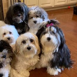 Havanese from Heart 2 Heart Havanese