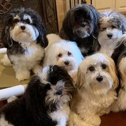 Havanese from Heart 2 Heart Havanese