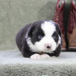 Nashville - Black & white male Miniature Australian Shepherd puppy in Quapaw, Oklahoma from Rocky Hill Aussies
