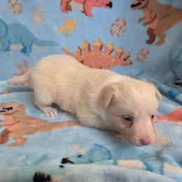 Sophie - Gold female Border Collie puppy in Gary, Indiana from Lake Ridge Border Collies