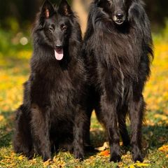 Lincoln - Belgian Sheepdog
