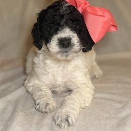 Belle - Parti female Goldendoodle puppy in Saint Louis, Missouri from Jax Doodles
