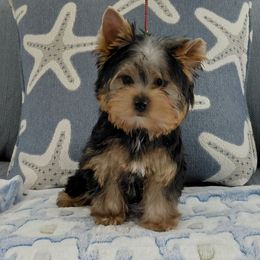 Fabio - Blue and gold male Yorkshire Terrier puppy in Pinellas Park, Florida from Silversands Yorkshire Terriers