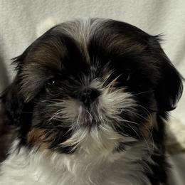 Boy 3 - male Shih Tzu puppy in Howell, Michigan from Animal Crackers