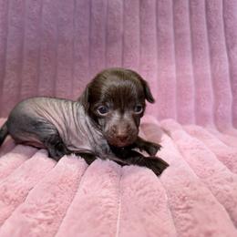 Girl 4 - Chocolate female Chinese Crested puppy in Aberdeen, Idaho from Willow Creek Cresteds