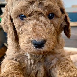Aussiedoodle and Goldendoodle Puppies from Hickory Lane Doodles