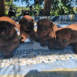Pink girl - Red female Irish Terrier puppy in Spring Valley, Minnesota from Back Country Terriers