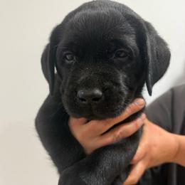 Boy 2 red collar - Black male Labrador Retriever puppy in Ledyard, Connecticut from Outback Stables