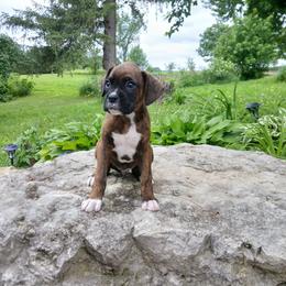Murphy - Brindle male Boxer puppy in Cannon Falls, Minnesota from Pattys Boxers and Bulldogs