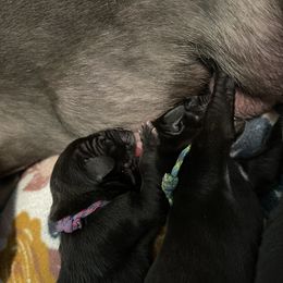 Great Dane Puppies from Lazuli Great Danes