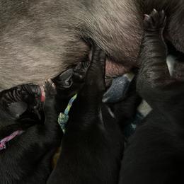 Great Dane Puppies from Lazuli Great Danes