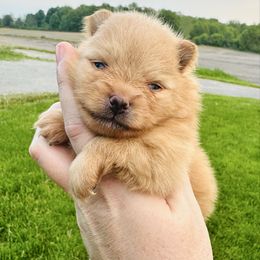 Minnie - Orange female Pomeranian puppy in Waterloo, Indiana from Garcias Pomeranian