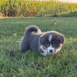 Patriot - Blue male Pembroke Welsh Corgi puppy in Bloomfield, Iowa from Beebe’s Corgis & Doxies