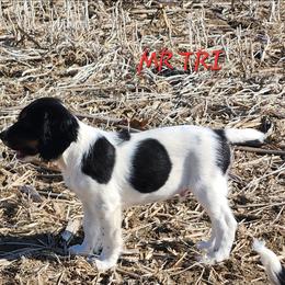 Mr. Tri - Black white and tan male English Springer Spaniel puppy in Craig, Nebraska from Fur & Feathers Kennel