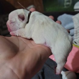 Brown collar boy - Cream male French Bulldog puppy in Polk City, Florida from Best Friend Frenchies, LLC