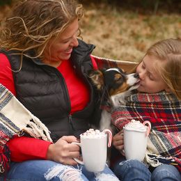 Miniature Australian Shepherd and Toy Australian Shepherd All Grown Up from Rolling Ridge Farms