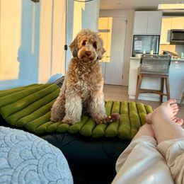 Muffin - Goldendoodle