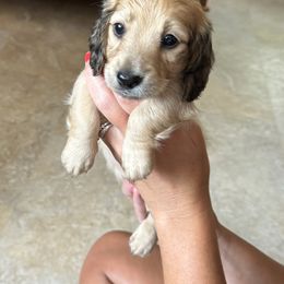 Milo - Cream male Dachshund puppy in Kinston, North Carolina from Crème of the Crop Dachshunds