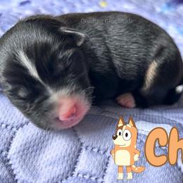 Chili - Black tri female Miniature American Shepherd puppy in Millington, Tennessee from Goading Glee Glade