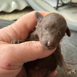 Gloria - Brown female Poodle puppy in Florence County, South Carolina from Modern Family Standards