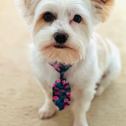 Casper - Yorkshire Terrier