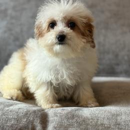 Sprinkles - Parti female Goldendoodle puppy in Belton, South Carolina from Poodley Doodley Doo