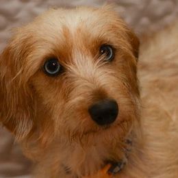 Dachshunds from McCoy’s Precious Doxies