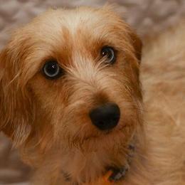 Dachshunds from McCoy’s Precious Doxies