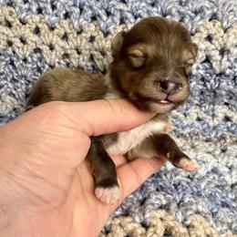 BATMAN - Sable & white male Toy Shetland Sheepdog puppy in Livonia, Michigan from M7’s Shelties, Toonies & AussieDoodles