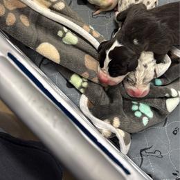 Ragozi - Mantle male Great Dane puppy in Cadillac, Michigan from Garrow Danes House of Blues