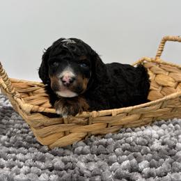 Atticus - Phantom male Poodle puppy in Greeneville, Tennessee from Smokey Mountain Sheepadoodles