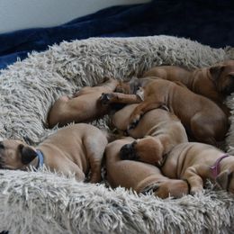 Rhodesian Ridgeback Puppies from Lyonnese Rhodesian Ridgebacks