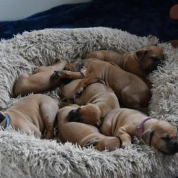 Rhodesian Ridgeback Puppies from Lyonnese Rhodesian Ridgebacks