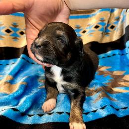 Rhett - Black tri male Toy Australian Shepherd puppy in Miami, Oklahoma from HighEnd Aussies