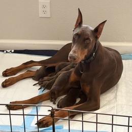 Boy 5 - Red and rust male Doberman Pinscher puppy in Moreno Valley, California from Corgi Dobie Co.