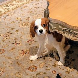Teddy - Blenheim male Cavalier King Charles Spaniel puppy in Phoenix, Arizona from Royal Desert Cavaliers