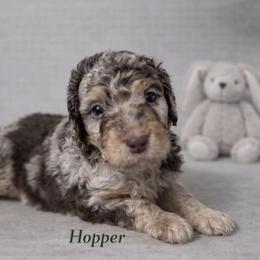 Jim Hopper - Chocolate merle male Bernedoodle puppy in Bennett, Colorado from Darling Paws, LLC