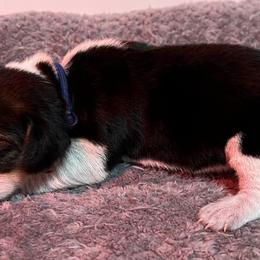 Blue Collar - Black tan and bluetick male Beagle puppy in Jasper, Texas from Beech Grove Beagles
