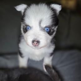 Draco - Black and white male Pomsky puppy in Fredericksburg, Virginia from Purely Pomskies