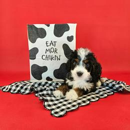 Pepper - Tri-color female Bernedoodle puppy in Mckinney, Texas from M2 Bernedoodles