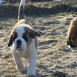 Zig Zag light brown - Red and white male Saint Bernard puppy in New Sharon, Maine from Kimball Pond  Saint Bernards