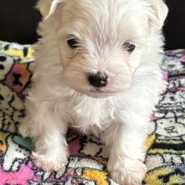 Rocky - White male Maltese puppy in Pasco, Washington from Hops-a-Lot Maltese Ranch