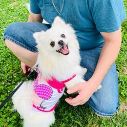 Prue - White female Pomeranian puppy in St. Louis, Missouri from Saint Louis Pomeranian babies