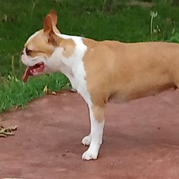 Boston Terriers from Beth Long's Boston Terriers