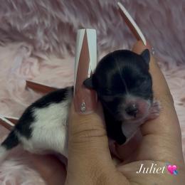 Pomeranian Puppies from Cascade Pomeranians