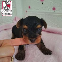 Benedict Bridgerton - Black and tan male Yorkshire Terrier puppy in California from Corazon de gigante