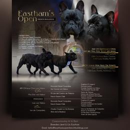 French Bulldog puppies from Eastham’s  Open French Bulldogs