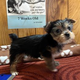 Girl 1 - Black and gold female Yorkshire Terrier puppy in Bear Creek, North Carolina from Yorkie Time
